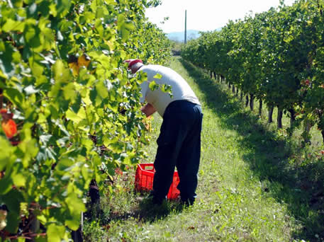 Azienda Agricola La Tosa Cellar
