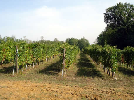 Azienda Agricola La Tosa Cellar