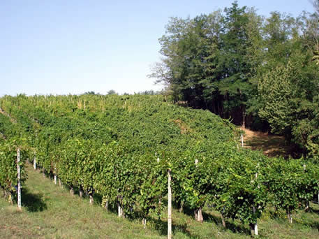 Azienda Agricola La Tosa Cellar