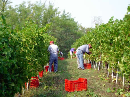 Azienda Agricola La Tosa Cellar