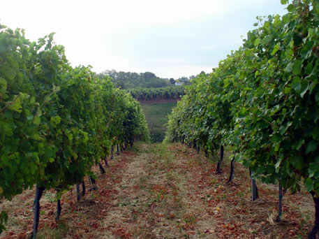 Azienda Agricola La Tosa Cellar