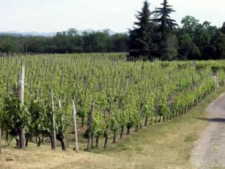 Azienda Agricola La Tosa Cellar