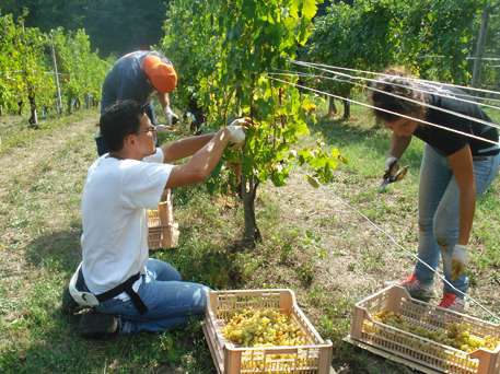 Azienda Agricola La Tosa Cellar