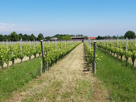 Azienda Agricola La Tosa Cellar