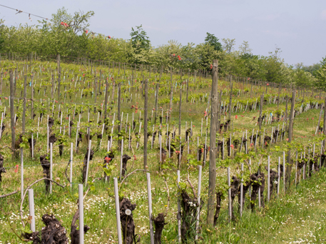 Azienda Agricola La Tosa Cellar