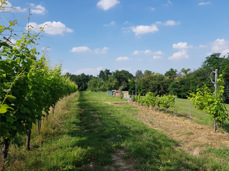 Azienda Agricola La Tosa Cellar