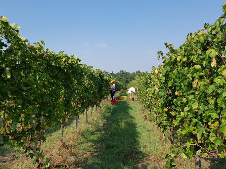 Azienda Agricola La Tosa Cellar