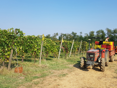 Azienda Agricola La Tosa Cellar