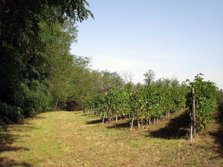 Azienda Agricola La Tosa Filosofia