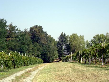 Azienda Agricola La Tosa Filosofia